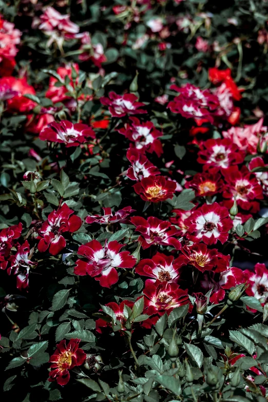 a close up of red and white flowers