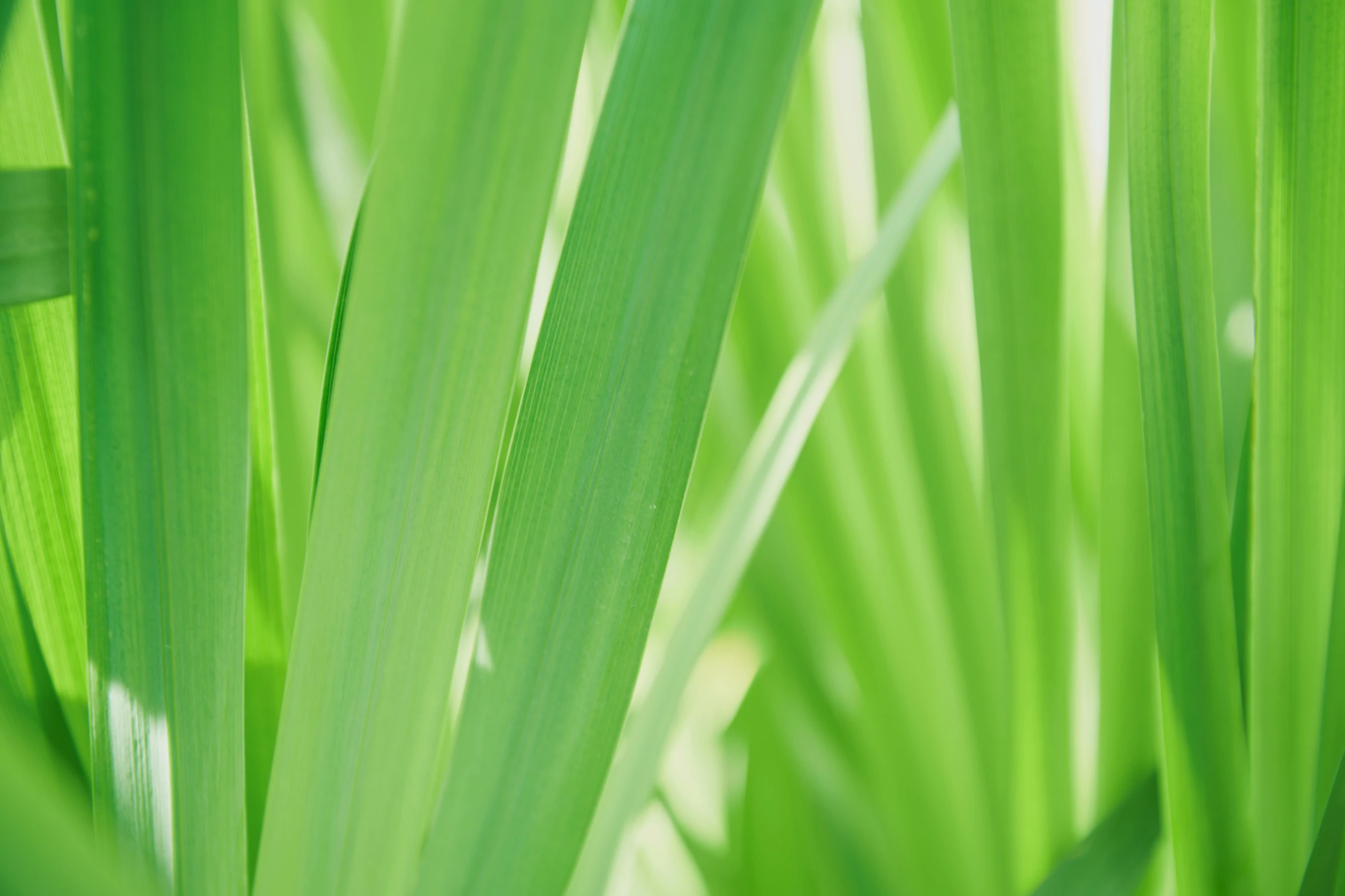 the light green color of grass can be seen here