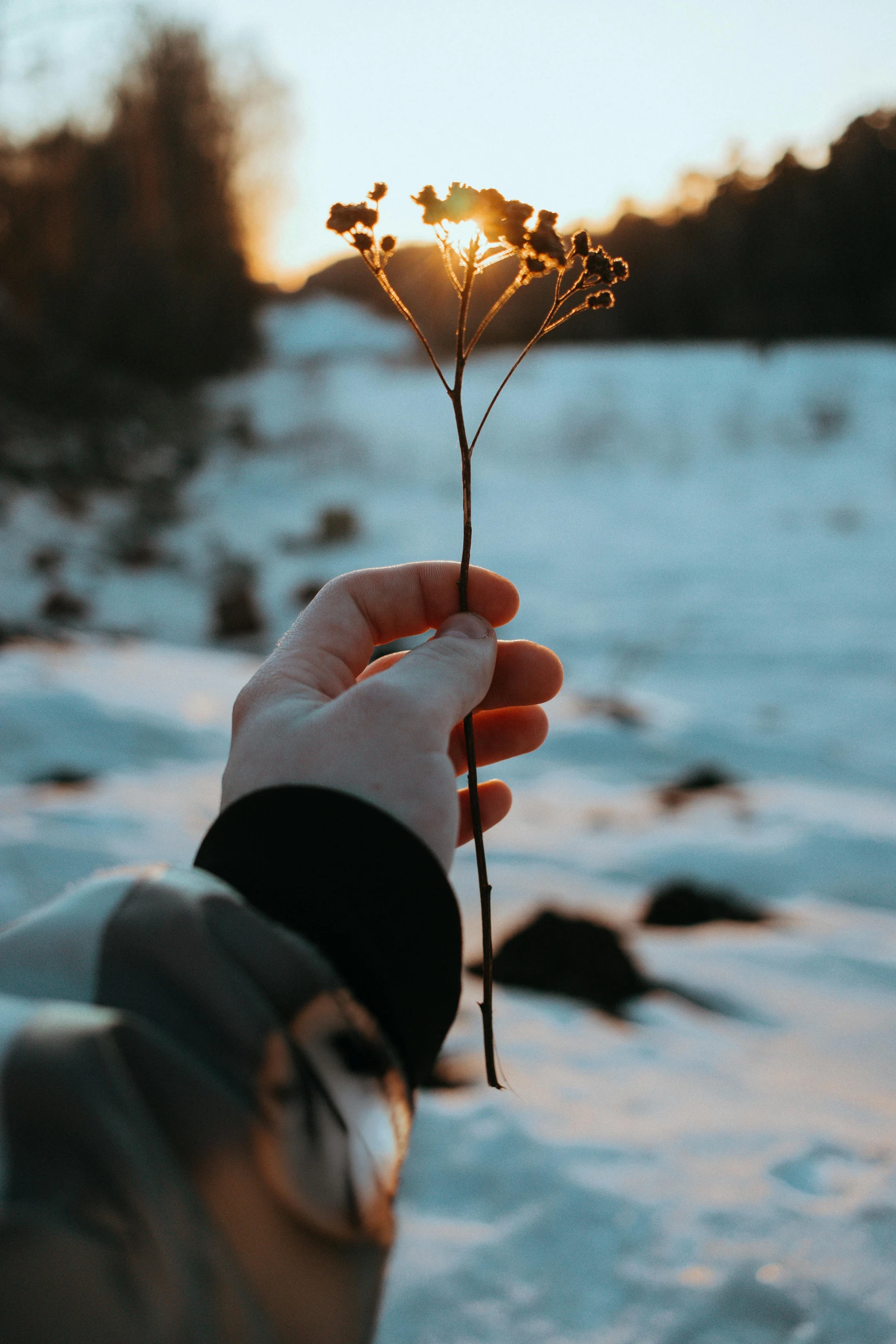 someone holding a single flower in front of the sun