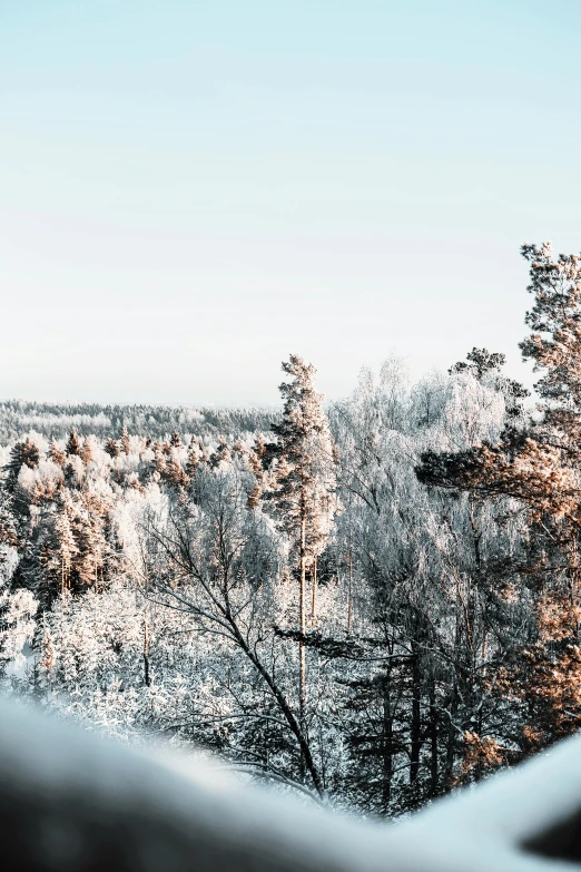 a snow covered forest with trees and sky in the background