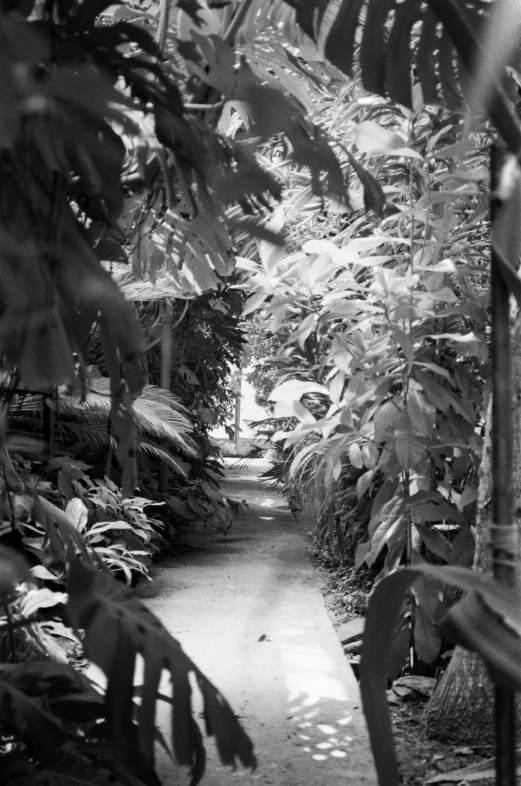 a walkway between trees in a tropical environment