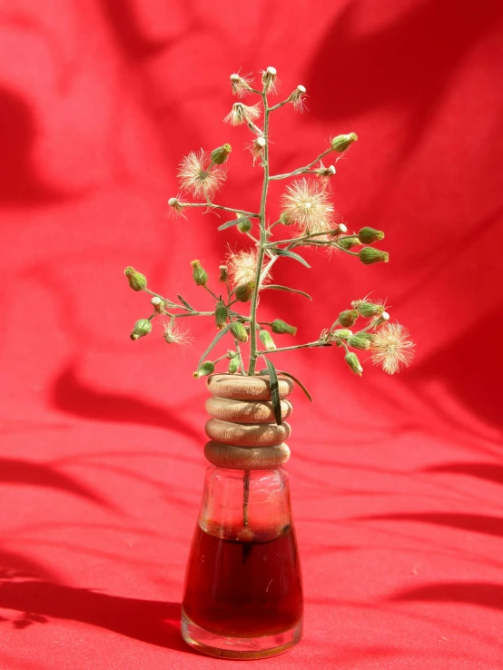 a small bottle holding a plant that has been sprout out