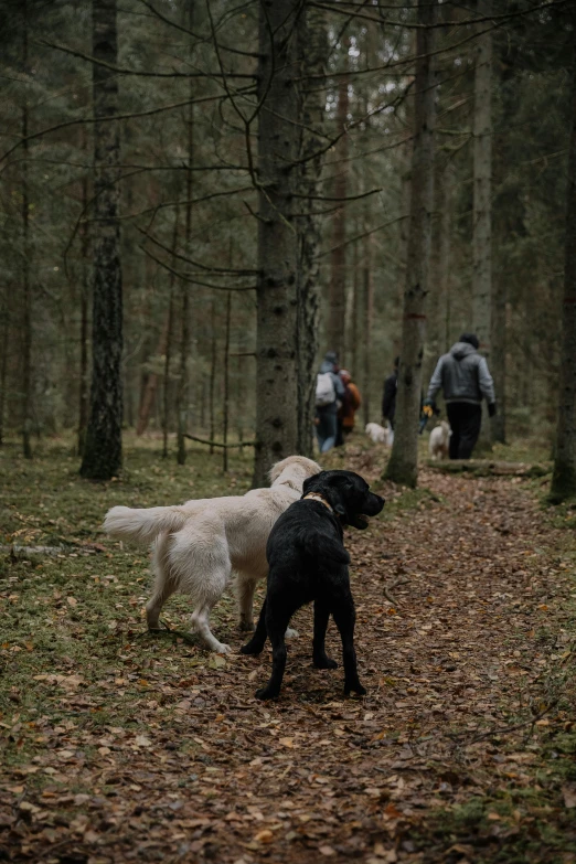 three dogs are on a path with people behind them