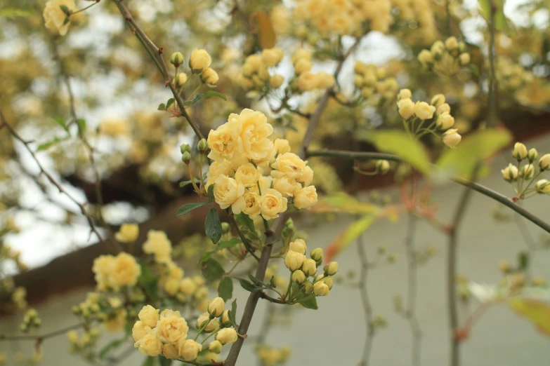 yellow flowers and green leaves grow on the stem of a bush