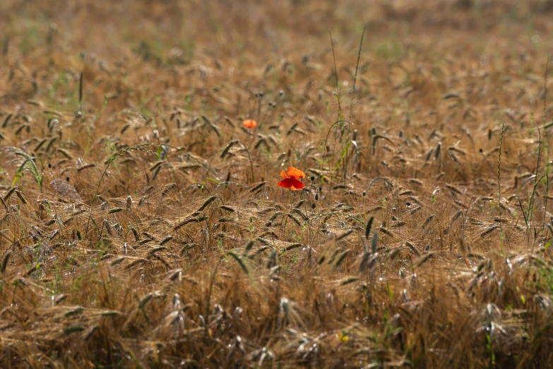 a flower in the middle of a field with many flowers