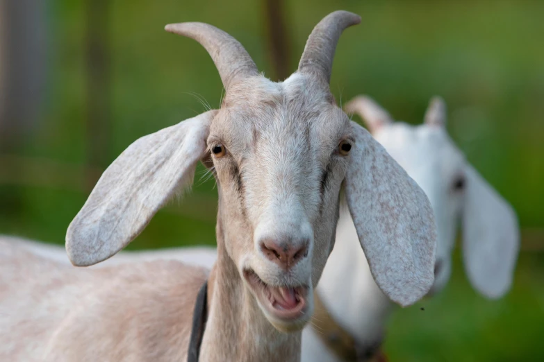 the goat has two ears and one is white