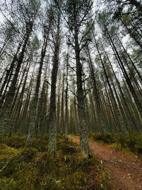 the trees are tall in the forest with no leaves on them