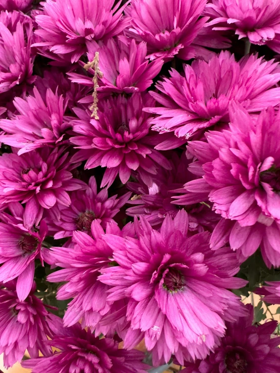 some very pretty pink flowers in a glass vase