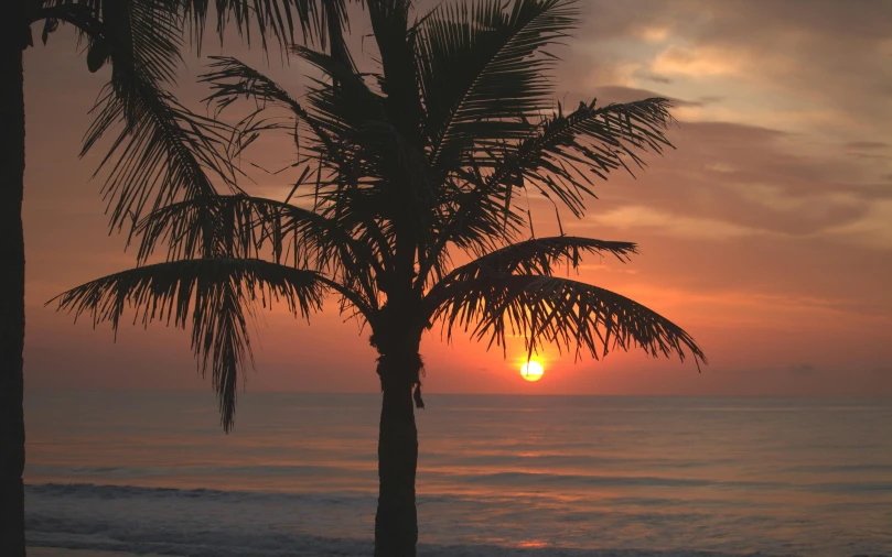 a palm tree silhouetted against a sunset on a beach