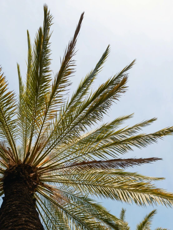 a palm tree with sky in the background