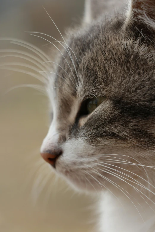 a cat's profile looks away from the camera