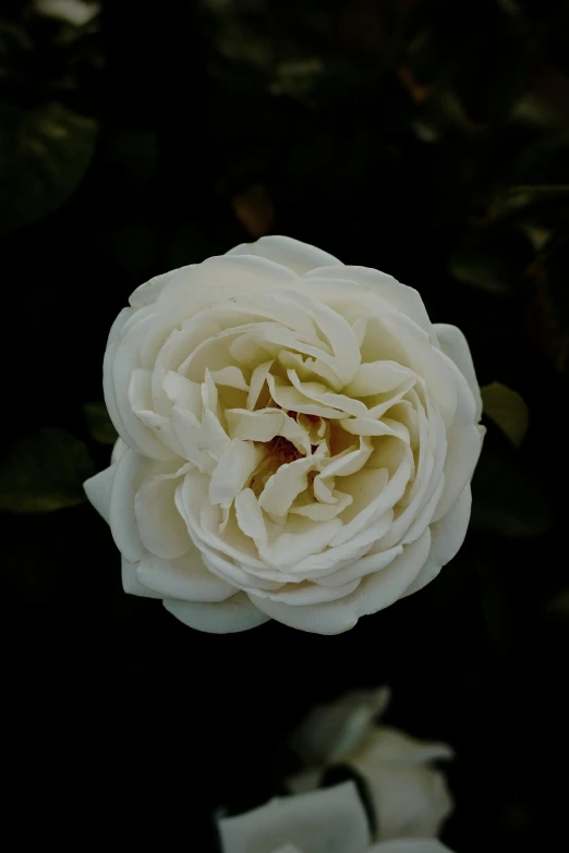 a white rose with leaves next to the light