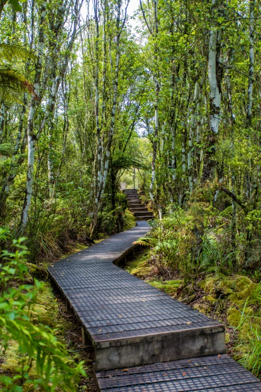 a stone steps leading through a forest