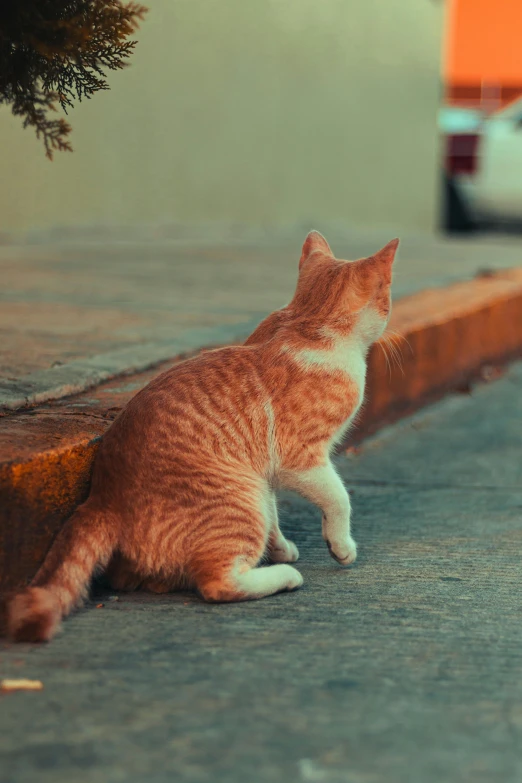 the small cat is sitting on the curb looking around