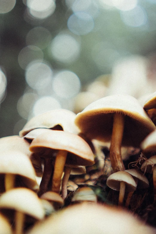 small mushrooms growing out of the dirt in the forest