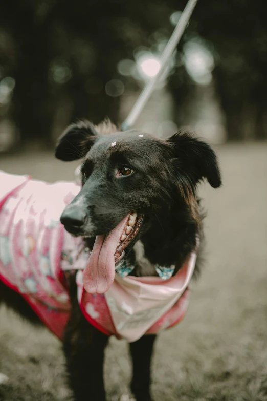 a dog that is wearing a shirt with a ribbon around his neck