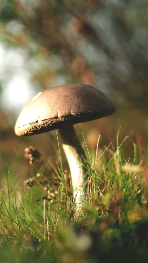 this is an image of an undercut mushroom