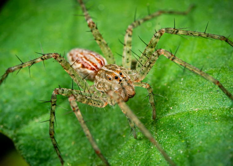 a spider that is on a leaf with very small legs