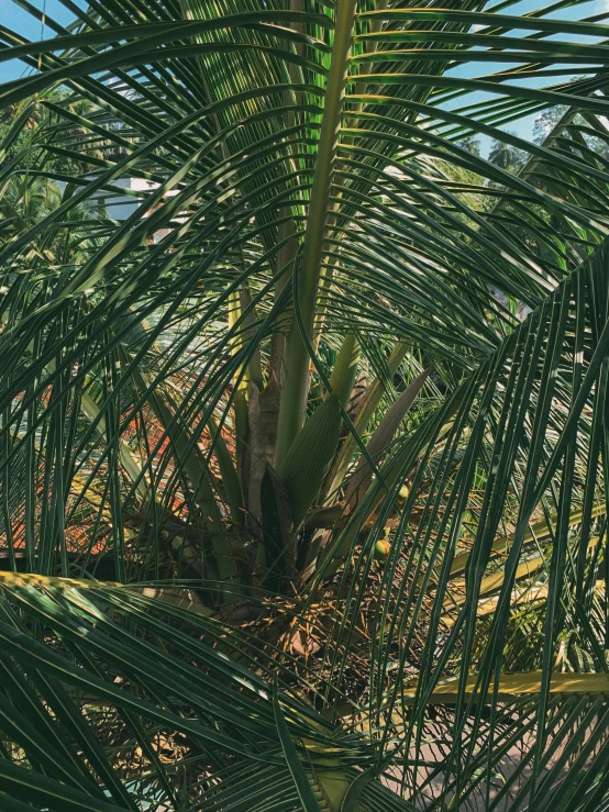 an image of the leaves and tree top of the palm tree