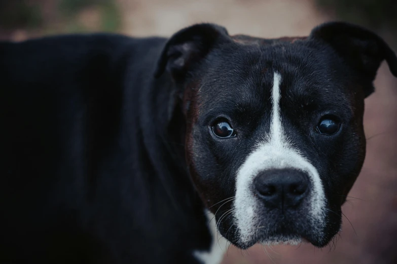 there is a large dog that has blue eyes