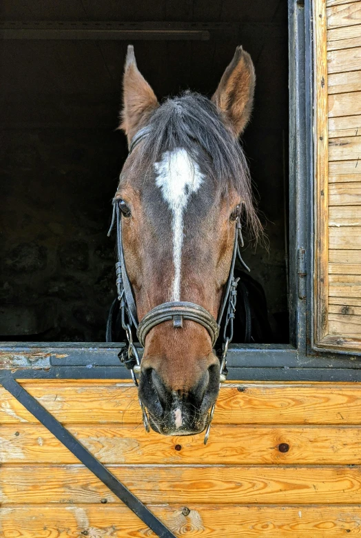 a horse with a white mark on it's head looking out of a window