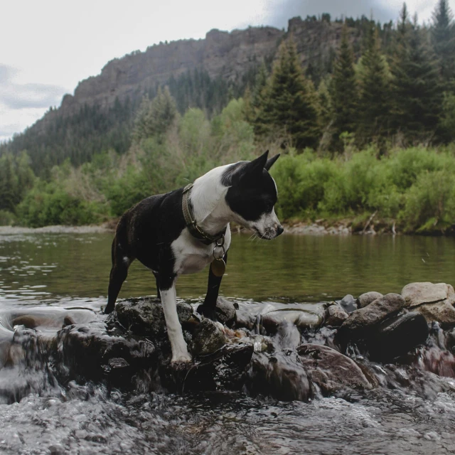 the dog stands on the rocks by a river