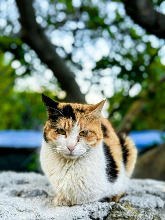 a multicolored cat standing on some rocks with trees in the background