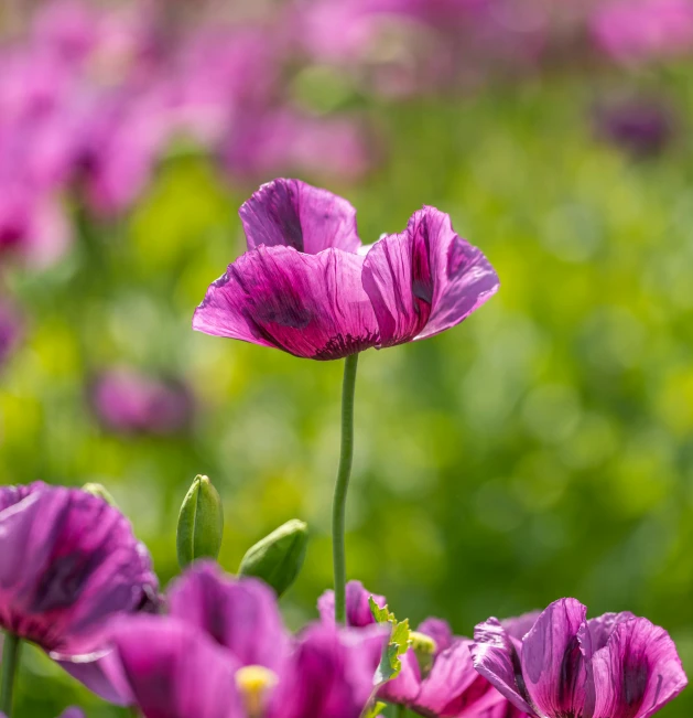 purple flowers that are blooming in a garden