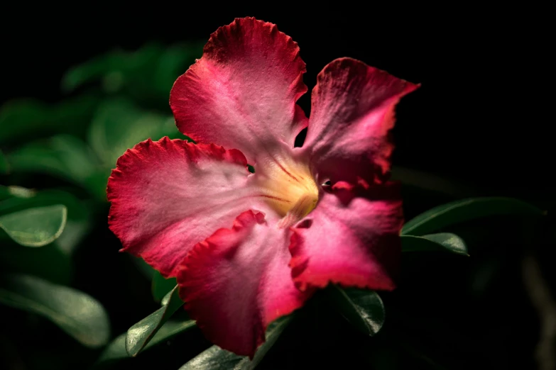 a flower is blooming on a plant, in the dark