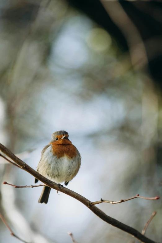 a bird sitting on top of a bare tree nch