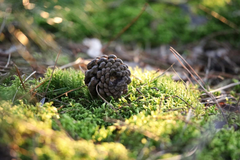 a pine cone sitting in the grass