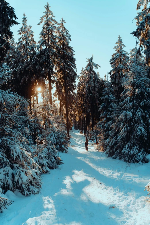 a snowy path with trees in the middle