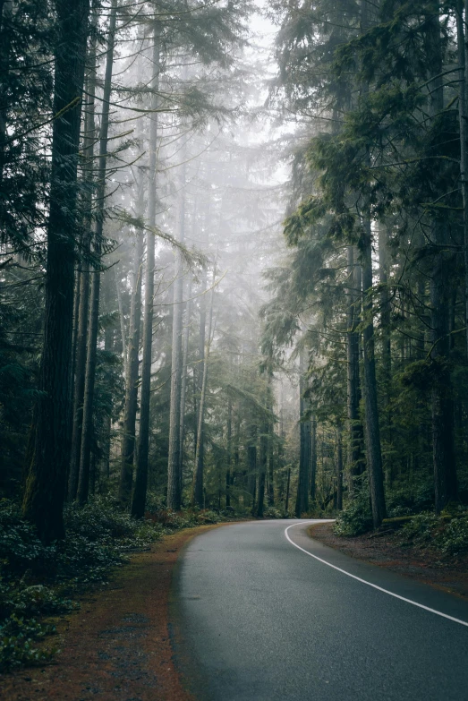 a road through a forrest with thick fog