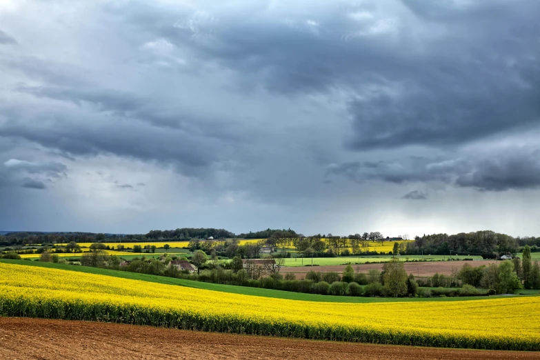 a yellow field under grey skies next to a road