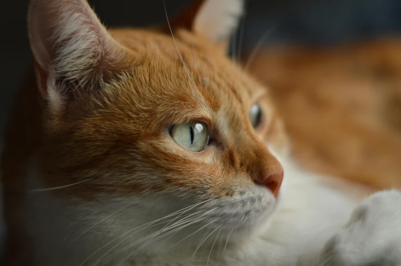 an orange and white cat laying down looking off to the side