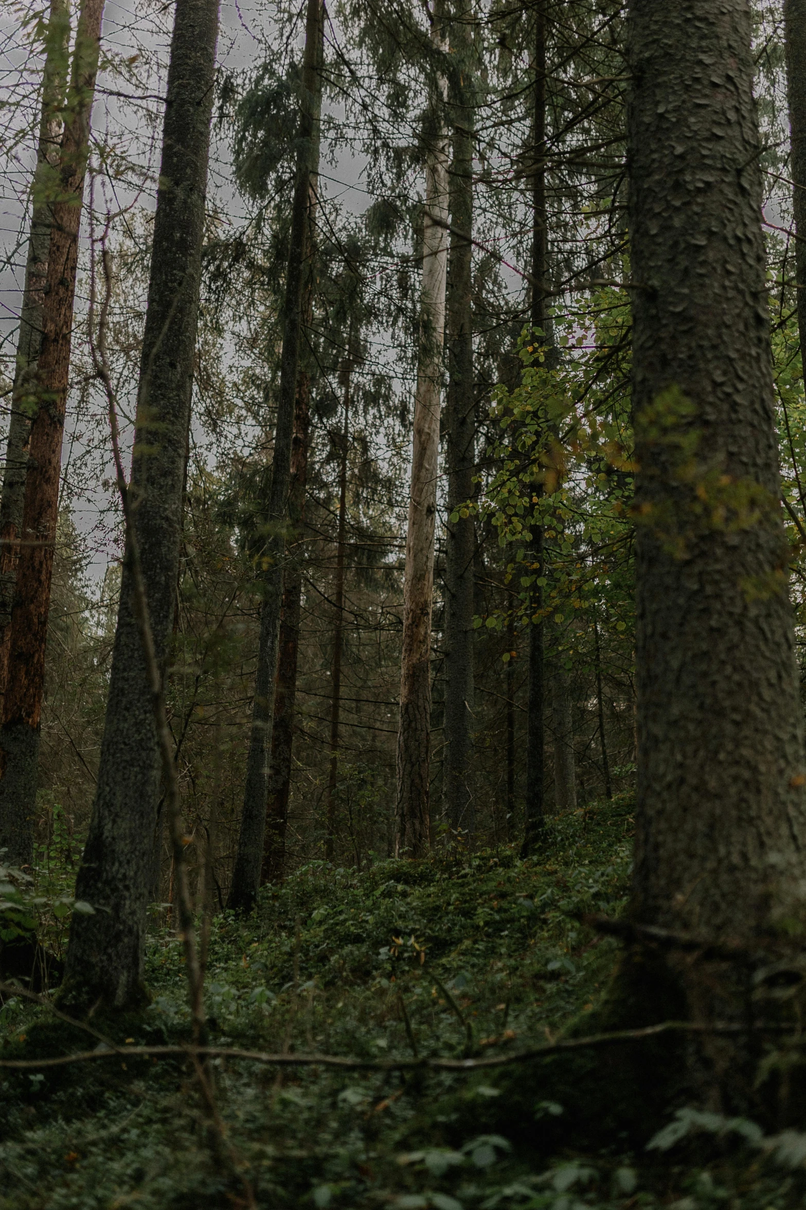 a bunch of tall trees in a forest