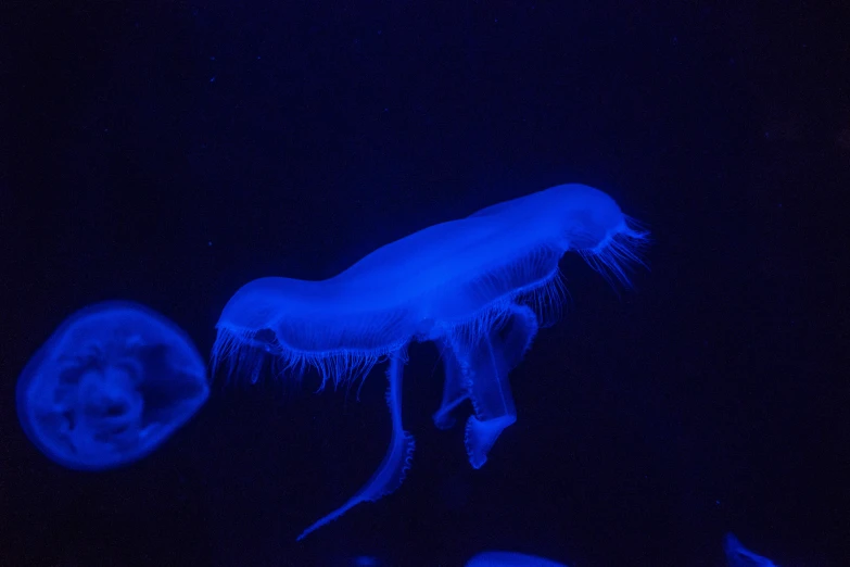 two jellyfish swimming in a dark blue ocean