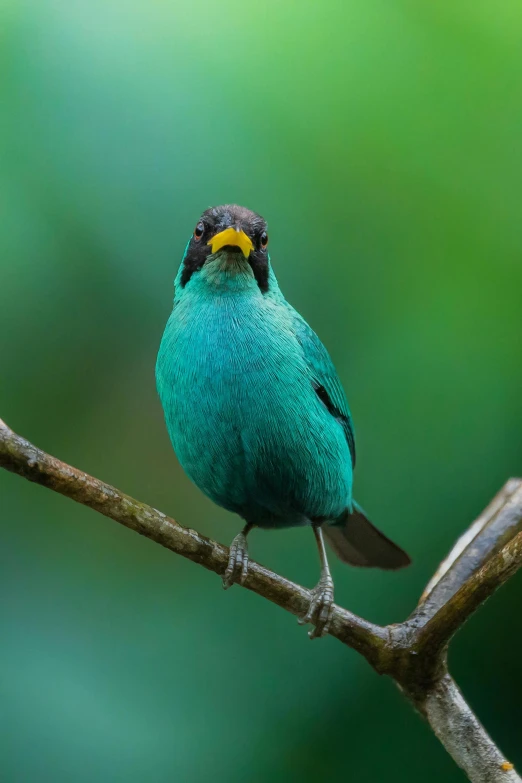 a green bird that is perched on a tree nch