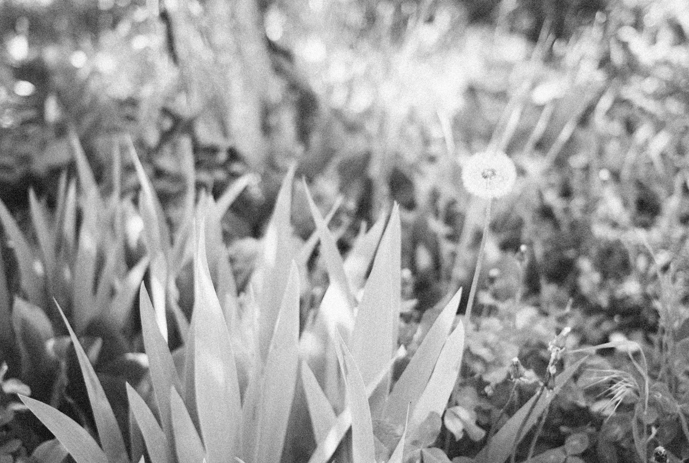 black and white pograph of flowers in a garden