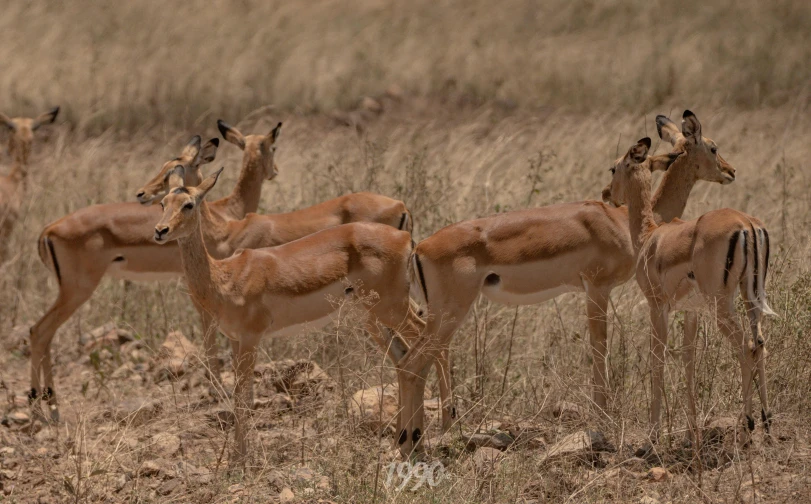 a group of gazelles standing next to each other in the grass