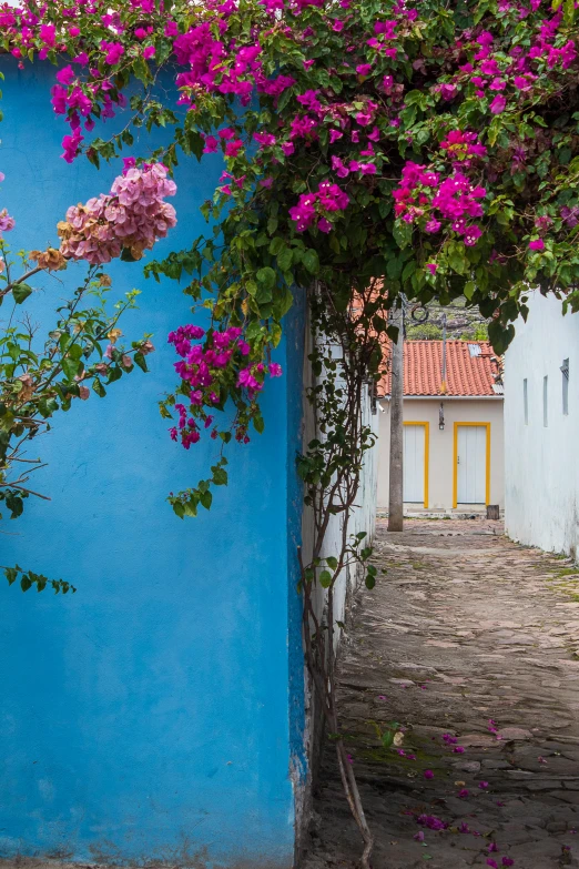 the alley has blue walls and pink flowers