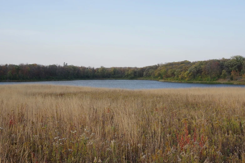 the view across a field of dry grass at the water's edge