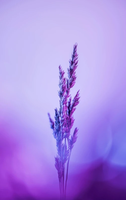 a lavender colored plant in a glass vase