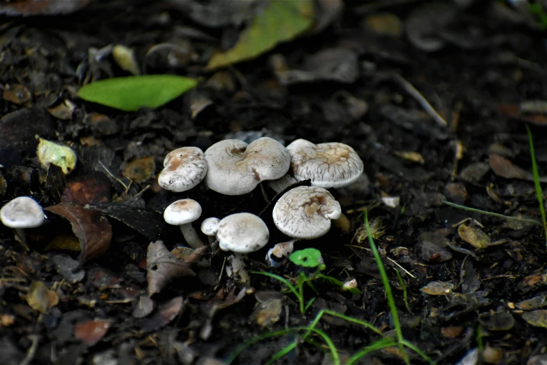 some mushrooms on the ground and one with white tops