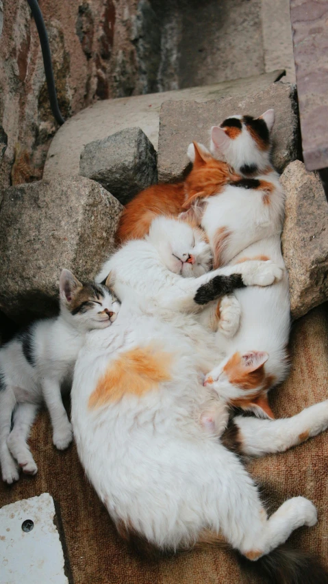 four cats sleeping on top of each other