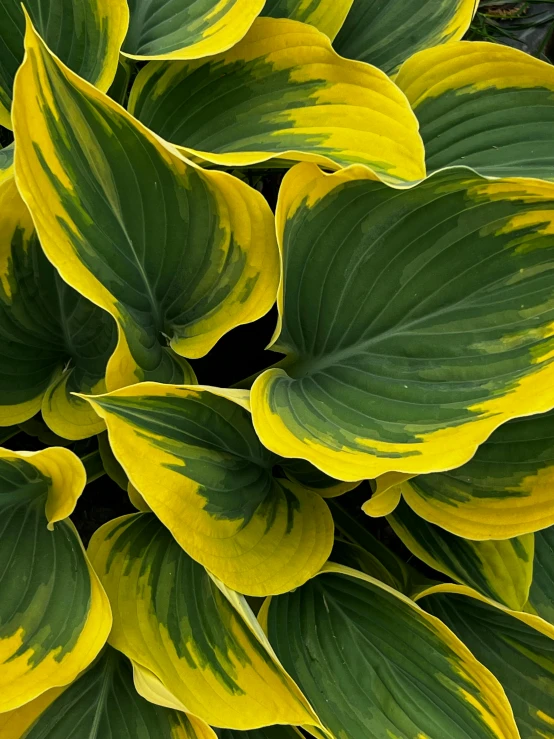 close up view of the yellow and green leaves of hosteroa plant