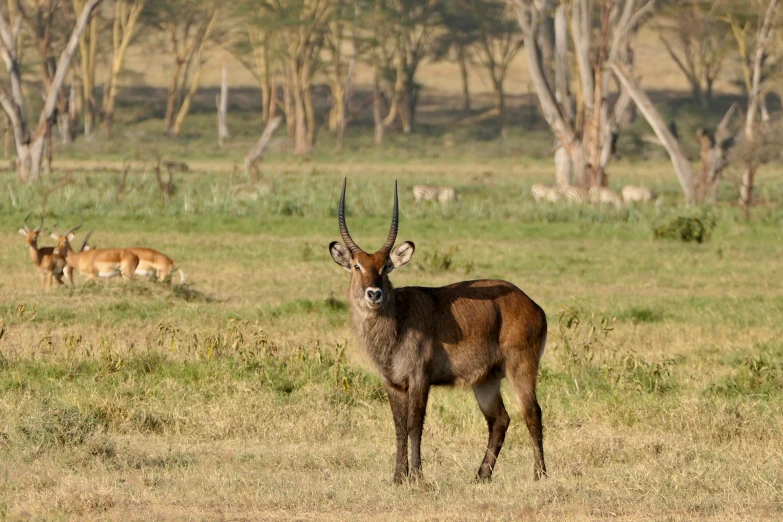 some deer in the grass are grazing on the land