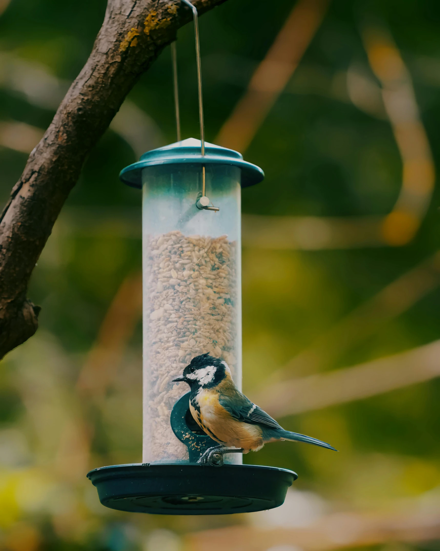 a bird feeder hanging from a tree nch