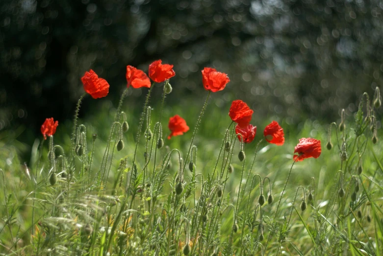 a group of red flowers are in the middle of a field