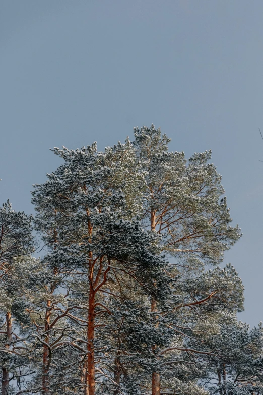 an airplane in a blue sky over a forest